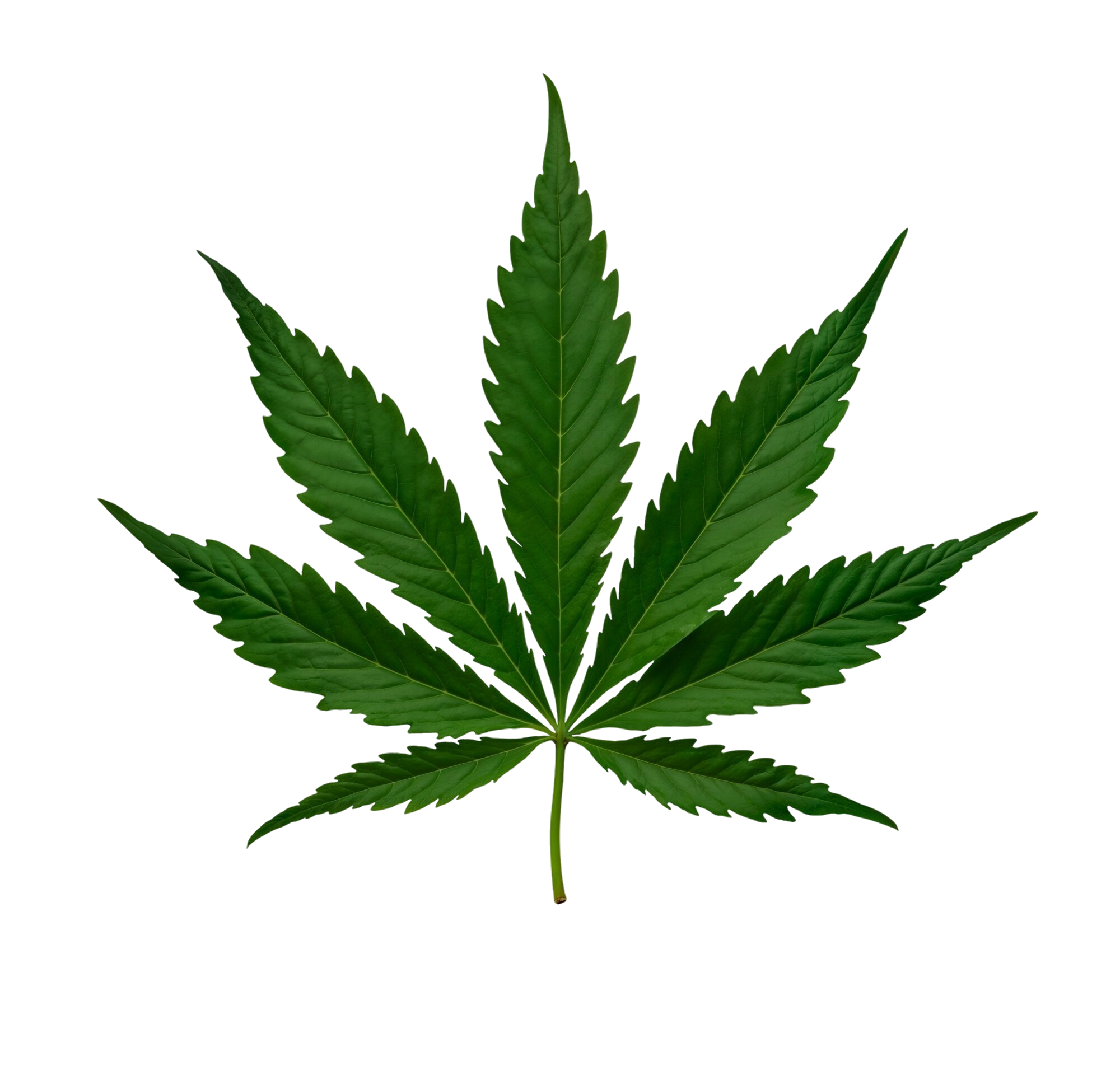 faq-leaf.png
